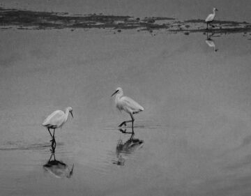 3 egrets.jpg